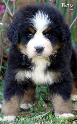 teddy bear love bernese mountain dogs